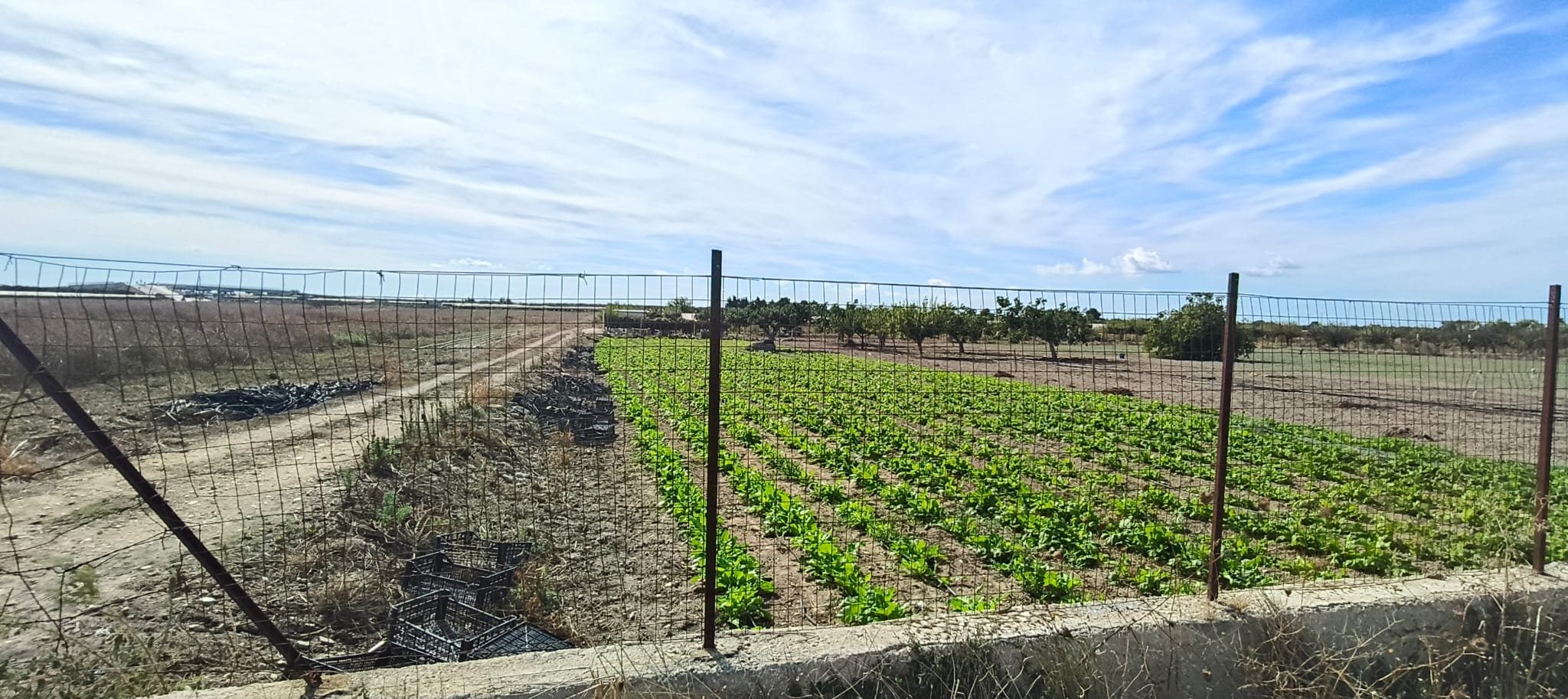 Terreno agricolo in vendita, località Boccadoro - Contrada Le Paludi - Trani.